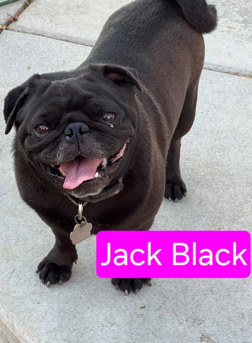 Jack, an adoptable dog