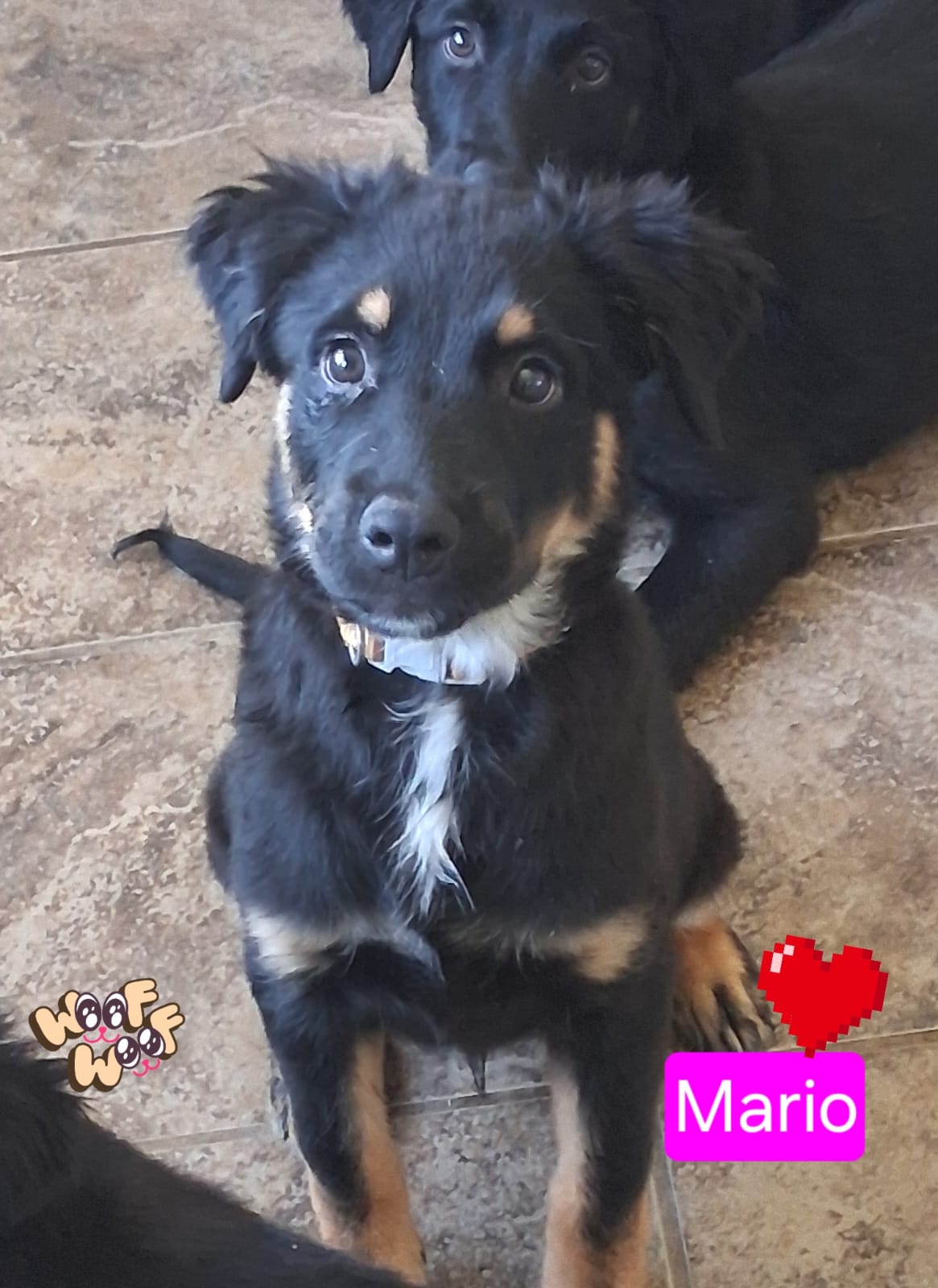 Mario