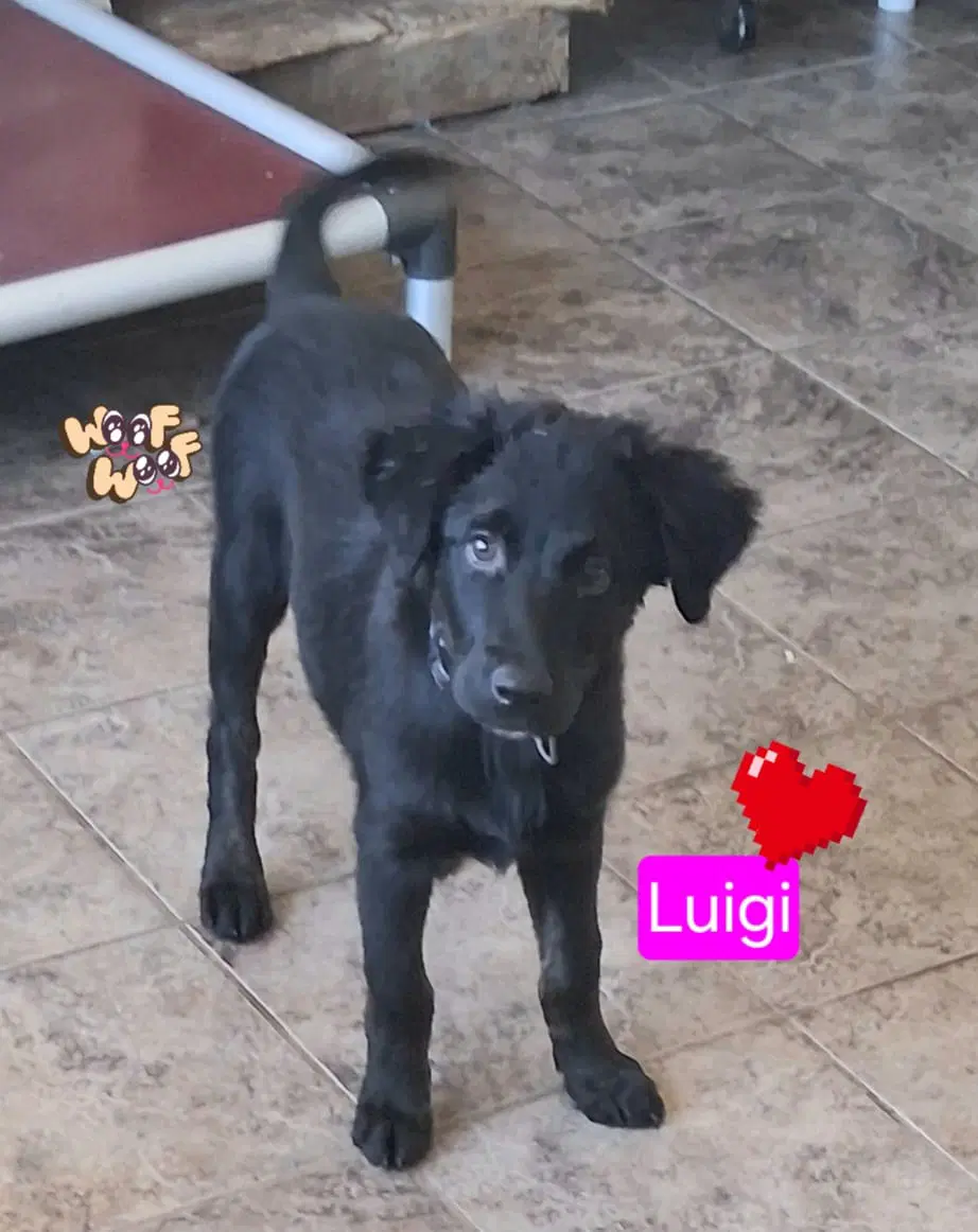 Luigi - Shepherd