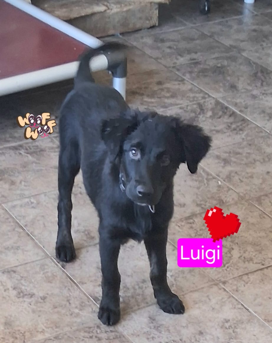 Luigi