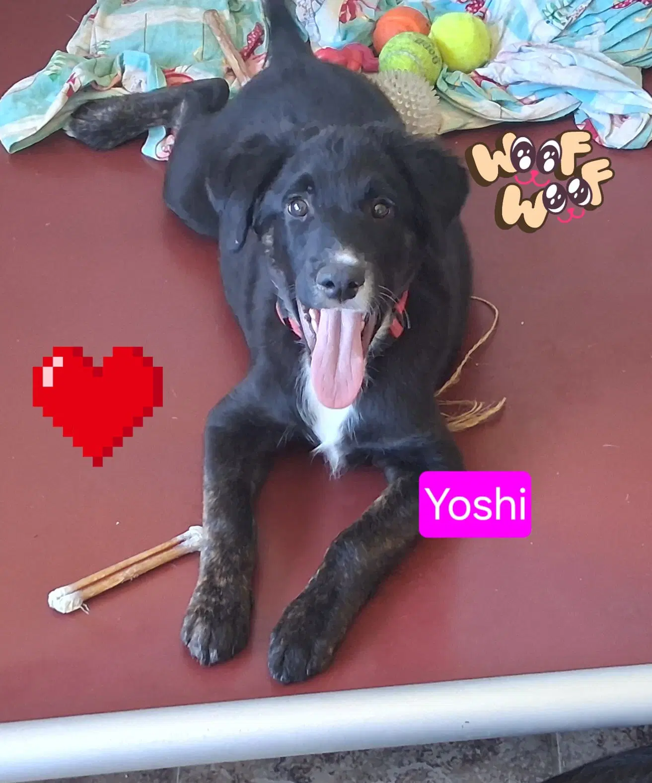 Yoshi - Shepherd