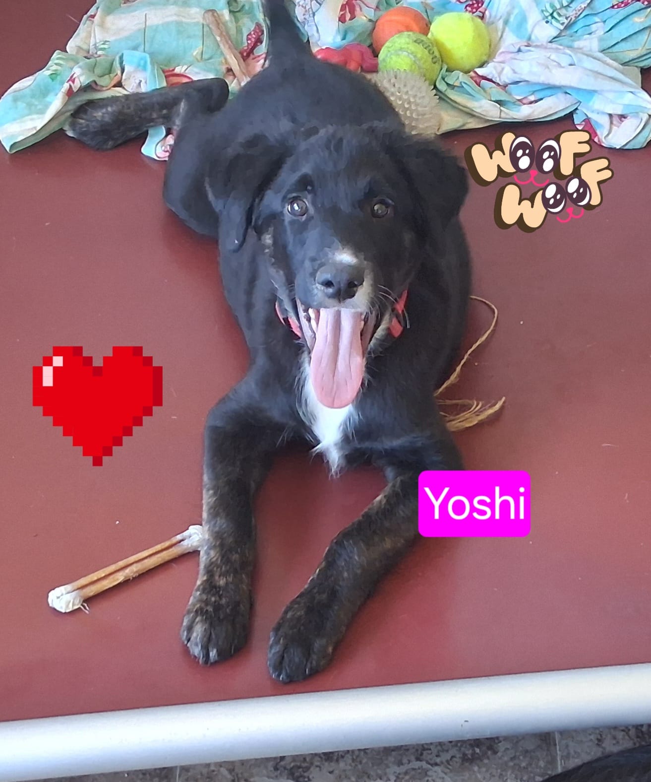 Yoshi