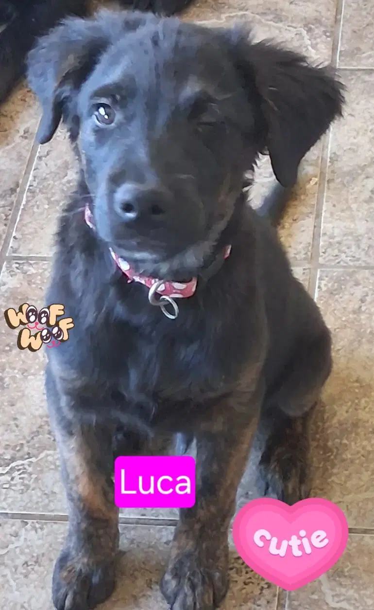 Luca - Shepherd