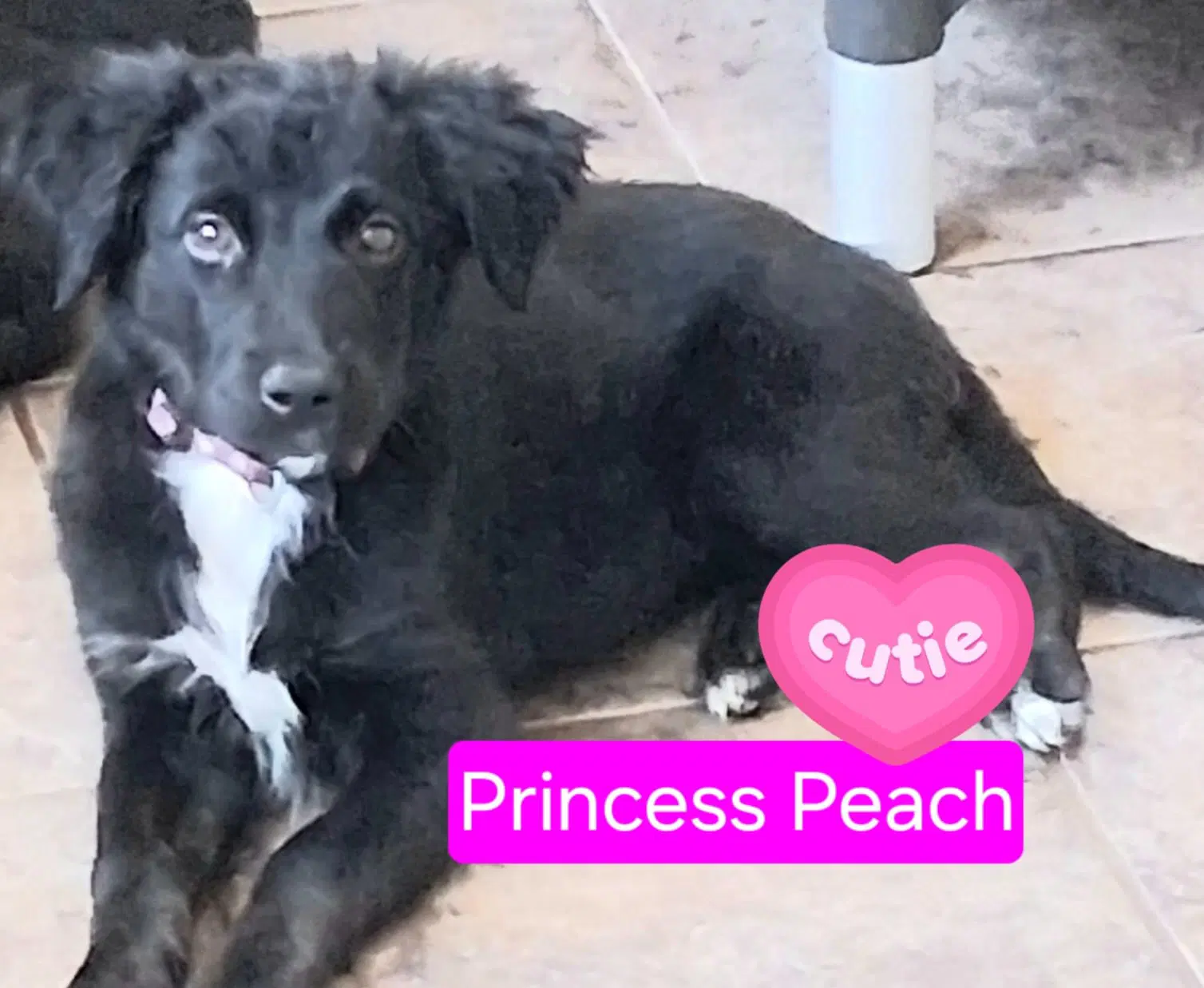 Princess Peach - Shepherd