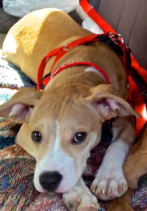 Cora