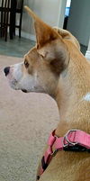 Cora