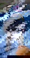 Florecita