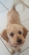 Pierre