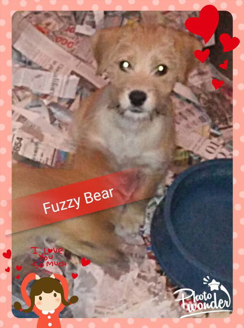 Fuzzy Bear