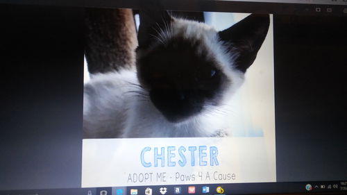 Chester