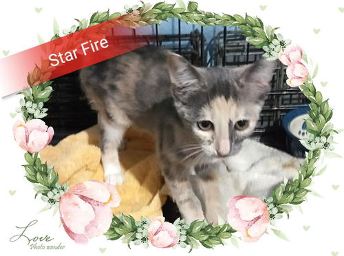 Star Fire