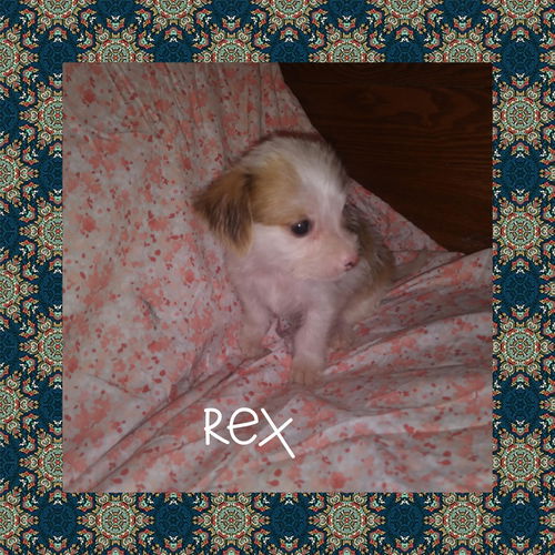 Rex