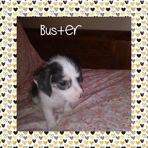 Buster