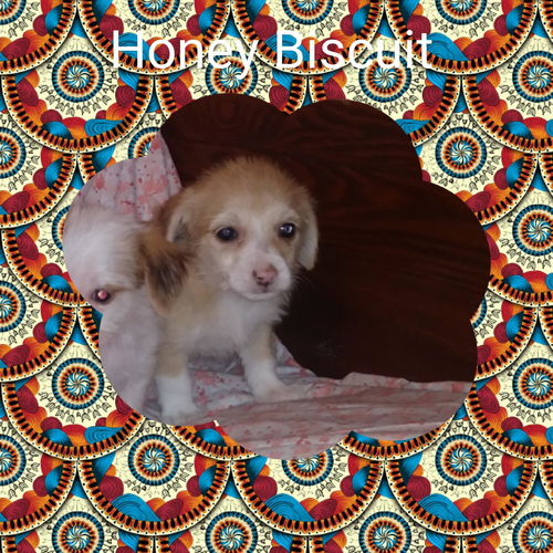 Honey Biscuit