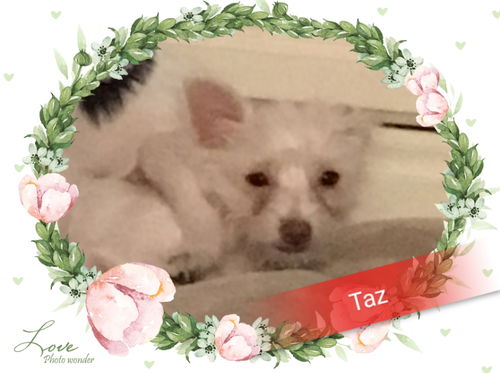 Taz