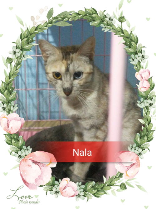 Nala