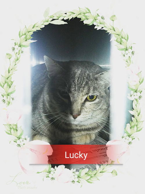 Lucky