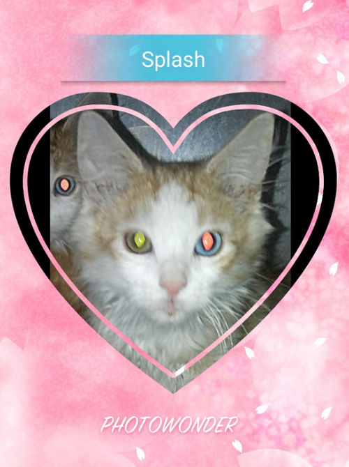 Splash