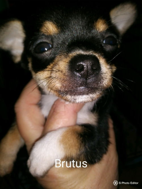 Brutus