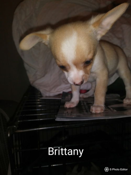 Brittany