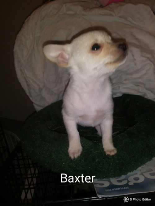 Baxter