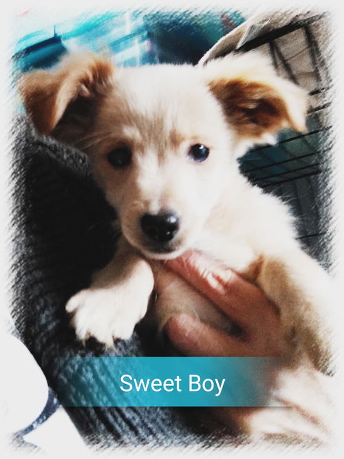 SWEET BOY