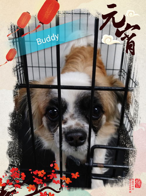 Buddy