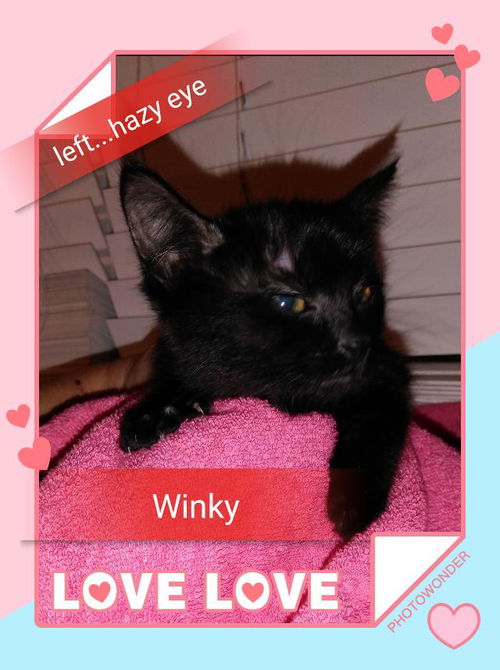 Winky