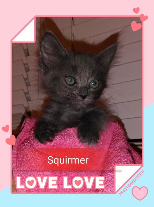 Squirmer