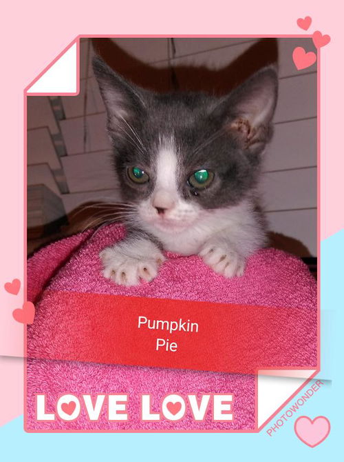 Pumpkin Pie