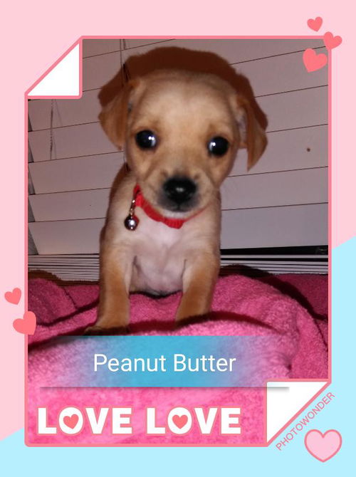 Peanut Butter