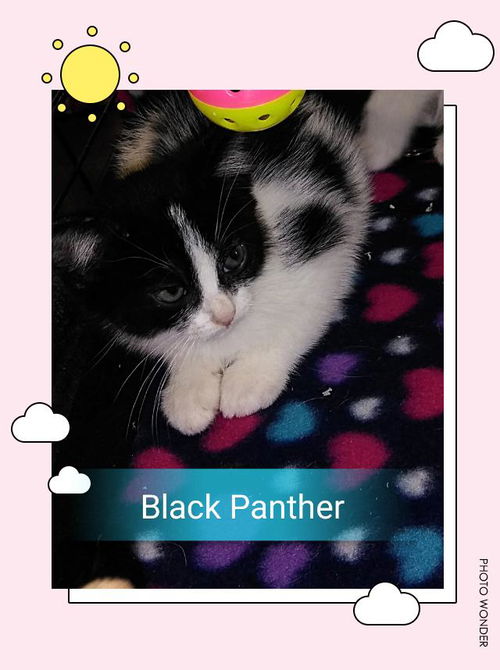 Black Panther