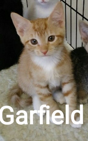 Garfield