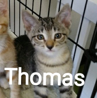 Thomas