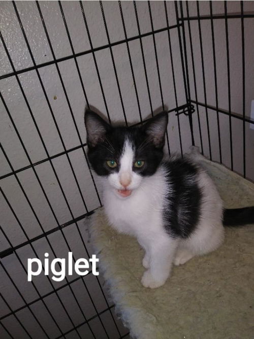 Piglet