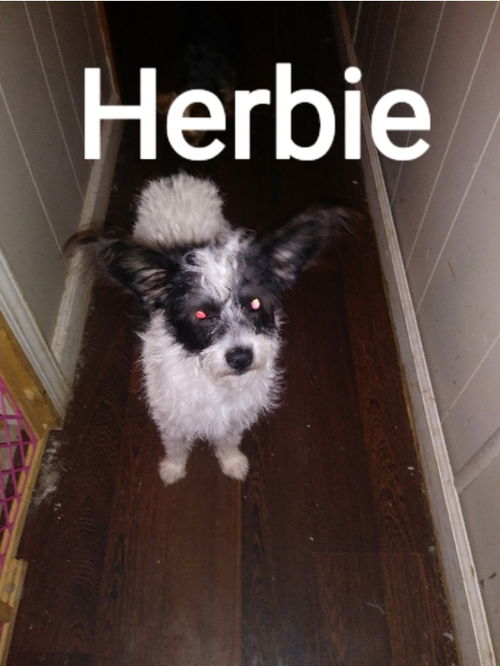 Herbie