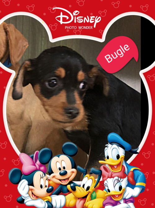 Bugle