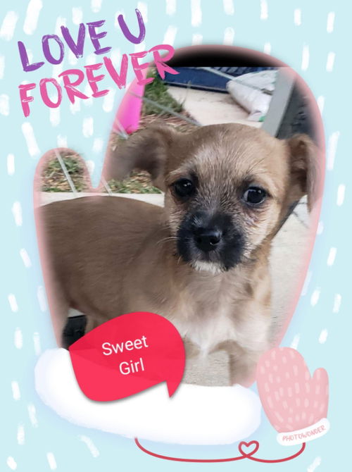 Sweet Girl