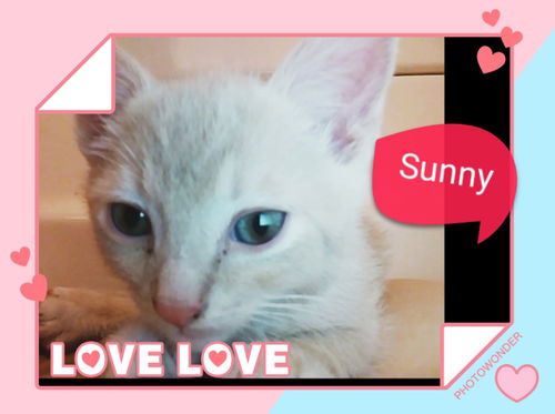Sunny