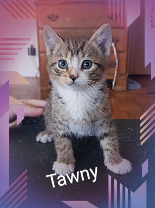 Tawny