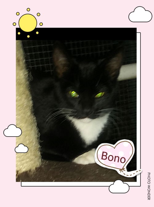 Bono