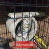 Butterscotch