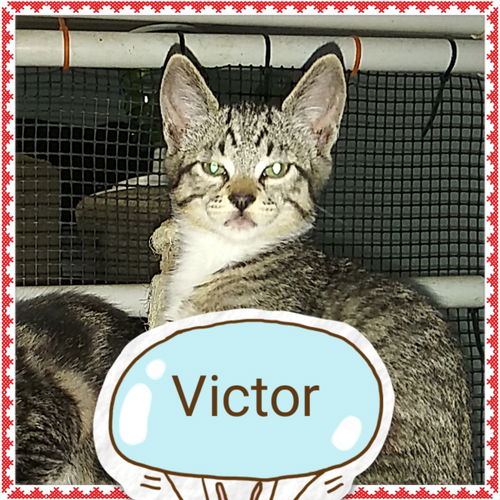 Victor