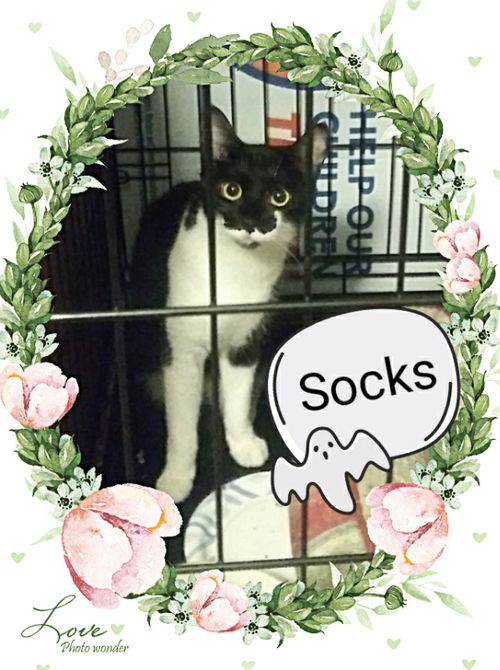 Socks
