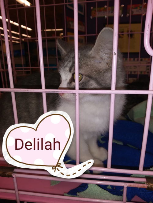 Delilah