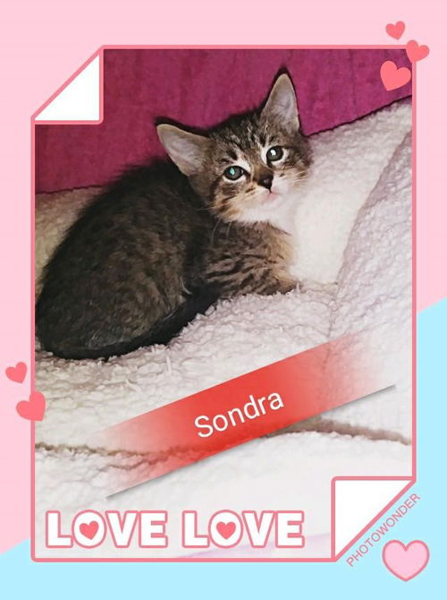 Sondra
