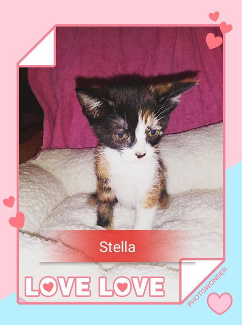 Stella