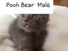 Pooh Bear