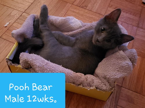 Pooh Bear