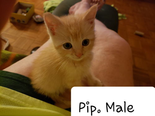 Pip
